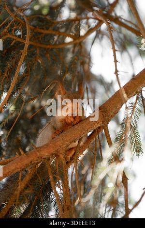 Vertical shot of  a squirrel sits on a branch of a spruce tree . Stock Photo