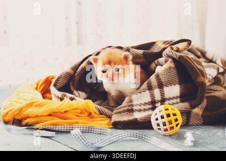 Red orange newborn kitten in a plaid blanket Stock Photo