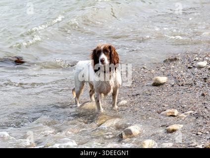 Welsh Springer Spaniel. Stock Photo