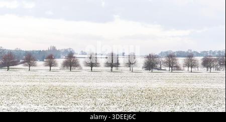A Row Of Trees In Winter Stock Photo