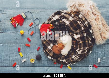 White and orange newborn kitten in a plaid blanket Stock Photo