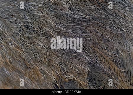 Pattern of beautiful bird feathers. Gray natural background. Stock Photo