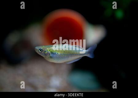 A beautiful Rainbowfish swimming through a lushly planted freshwater aquarium with a driftwood background. Stock Photo