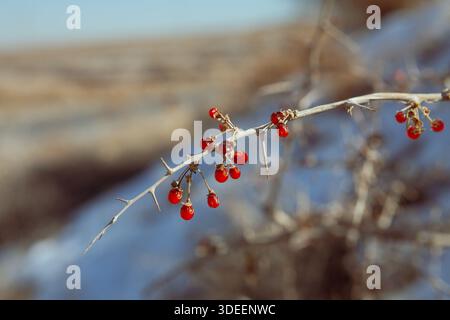 Crimson winter berries brave thorns on a weathered branch. Delicate fruit, sharp thorns, soft blurred snow & earth background. Natural light... Stock Photo