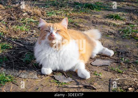 A fluffy, long-haired, ginger-and-white cat lies on the ground outside in soft sunlight. Stock Photo
