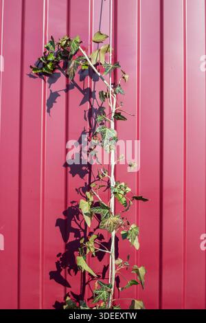 Under the bright sun, green ivy climbs vertically up a bright red corrugated metal fence. Stock Photo