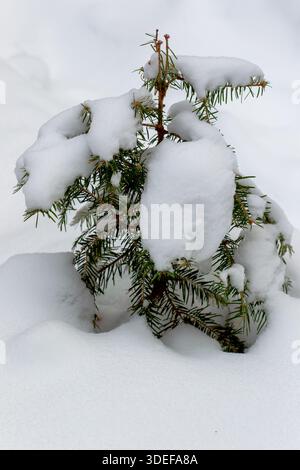 Small snow covered Balsam tree in Quebec,Canada Stock Photo