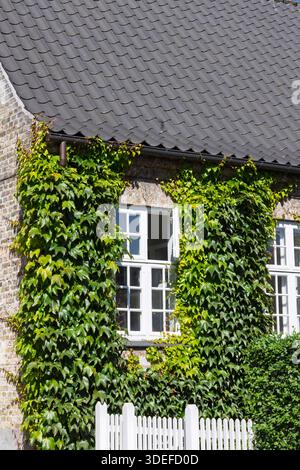 Ivy climbs a brick house, covering walls around white-framed windows. A gray tiled roof and a white picket fence complete the scene, showcasing lush g Stock Photo