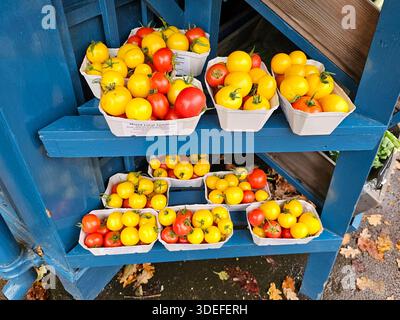 Freshly picked red and yellow tomatoes for sale Stock Photo