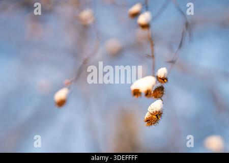 Snow-covered beech nuts hanging from delicate branches on a winter day, with soft blue background and shallow depth of field. Stock Photo