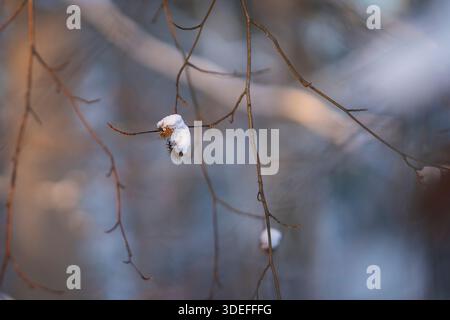 Snow-covered beech nuts hanging from delicate branches on a winter day, with soft blue background and shallow depth of field. Stock Photo