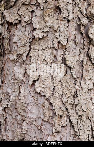 Tree bark texture close-up. Natural tree bark texture close-up, organic rough surface background for nature, ecology and design projects. Stock Photo