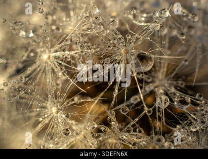 Dew Drops on Dandelion Seeds in Morning Light Stock Photo