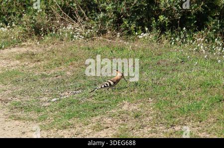Hoopoe (Upupa epops) bird foraging on the ground Stock Photo