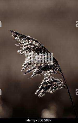A flowering reed head, backlit with a soft brown background, waving in the wind Stock Photo