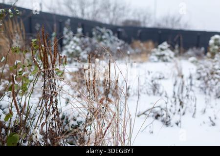 Winter interest in garden. Dry seed heads of veronica and ornamental grasses covered with snow. Structure of perennial plants in flower border Stock Photo
