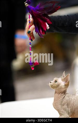 Playful Sphynx Cat gazing and Reaching for a Feathered Toy Stock Photo