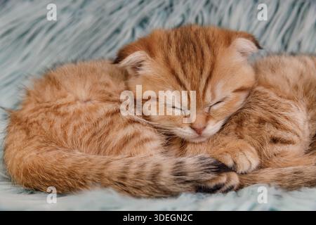 Adorable golden ginger Scottish Fold kitten .Portrait of a small purebred cat resting on a soft blue fur blanket . Perfect for pet care, veterinary, a Stock Photo