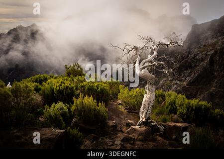 Dramatic view of a twisted dead tree standing among green shrubs in the misty mountains near Pico Ruivo on Madeira Island, Portugal Stock Photo