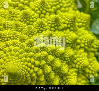 Green vegetable background of Romanesco cabbage. Romanesco head close-up, green Romanesco broccoli, texture. Stock Photo