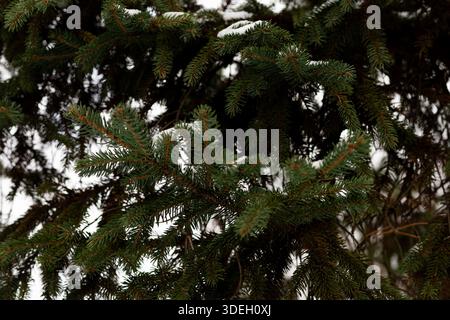 Close up view of spruce branches covered with fresh snow Stock Photo