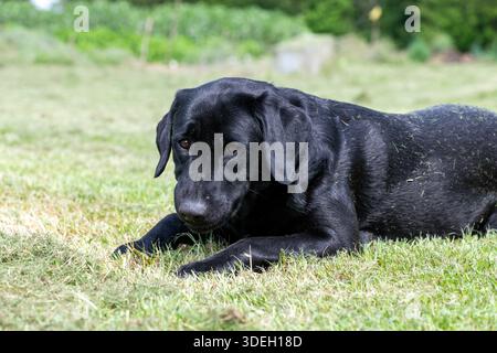 Portrait of a cute black Labrador laying down on the grass Stock Photo