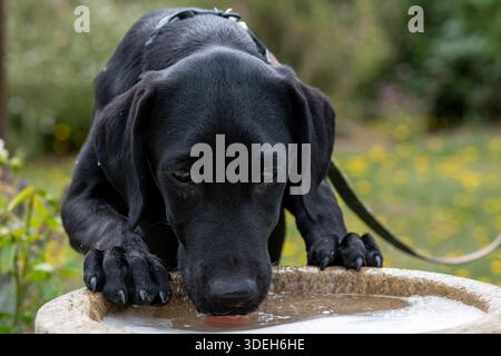 Cute portrait of a black Labrador puppy drinking from a bird bath Stock Photo