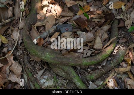 A ceramic figurine of a smiling man in a hat rests among fallen leaves and roots at the base of a banyan tree Stock Photo