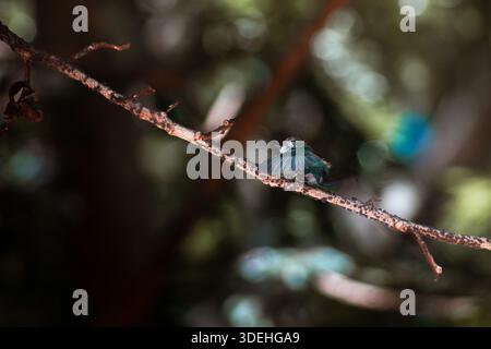 Close up of a Bee Hummingbird (Zunzún), the world's smallest bird, perched on a thin branch in a natural habitat, Cuba. Beautiful wildlife photo. Stock Photo