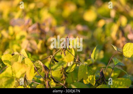 soybean plants turning golden brown in late season, dried pods and leaves signal maturity and harvest readiness with warm autumnal light and textured Stock Photo