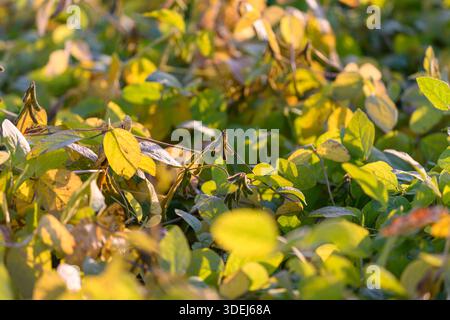 soybean canopy glowing in late afternoon with layered leaves and developing pods peeking through, textured shadows and high density cover indicating c Stock Photo