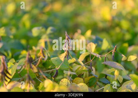 Golden soybean canopy at sunrise with dense leaves and pods bathed in warm light, industrial-scale planting, distant rows blurred, soft bokeh, serene Stock Photo