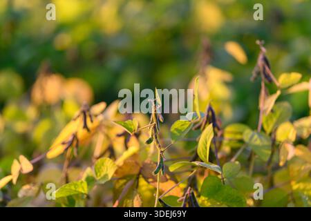 young soybean plants in golden light, dense early-season growth across industrial farm rows, close-up leaves with warm bokeh background, conveys susta Stock Photo