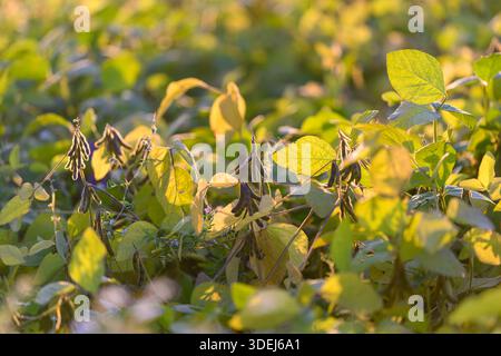 Golden soybean canopy at sunrise with dense leaves and pods bathed in warm light, industrial-scale planting, distant rows blurred, soft bokeh, serene Stock Photo