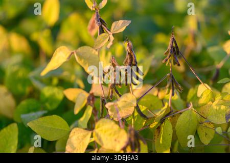 Golden soybean canopy at sunrise with dense leaves and pods bathed in warm light, industrial-scale planting, distant rows blurred, soft bokeh, serene Stock Photo