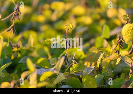 Close-up young soybean plants bathed in golden light, industrial seed production plot, pods forming on stems, dewy leaves, dense planting, warm backli Stock Photo