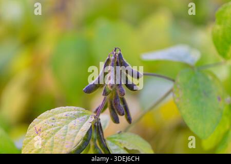 Macro view of dried soybean pods, muted palette and crisp surface texture, subtle purple tinges on pod edges, moody late-season atmosphere ideal for h Stock Photo
