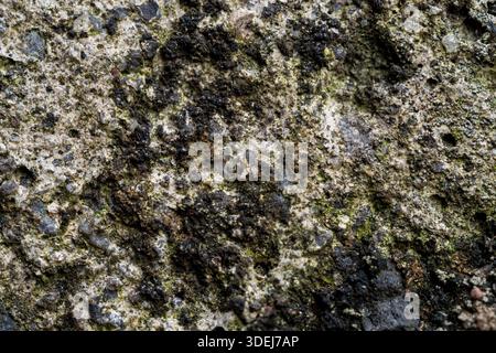 Close up macro of weathered concrete surface with green moss and dark lichen. Gritty stone texture for abstract background or industrial design. Stock Photo