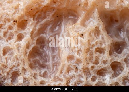 Extreme close up of white wood ear mushroom texture. Organic abstract pattern of edible fungus with gelatinous and translucent details. Stock Photo