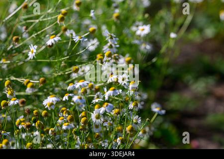 dense camomile cluster ready for harvest, tangled green stems with unopened buds and open flowers, rustic field pathway in background, earthy tones an Stock Photo