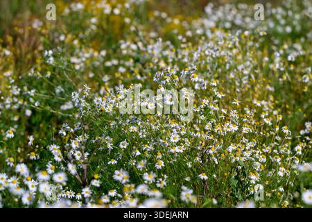 dense field of small white blooms. tight composition highlighting delicate daisy-like flowers, blurred green backdrop, sparkling sun reflections, live Stock Photo