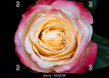 Top-down cream rose showing spiral rosette, symmetry of concentric layers, botanical study highlighting velvety texture and unfolding center Stock Photo