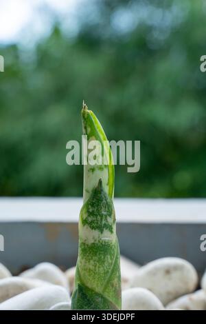 Close up of a young Snake Plant shoot emerging from white stones. Stock Photo