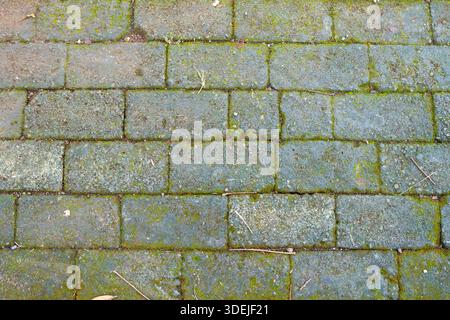 A view of gray paving stones with a herringbone pattern. A background texture of paving blocks with weeds. Stock Photo
