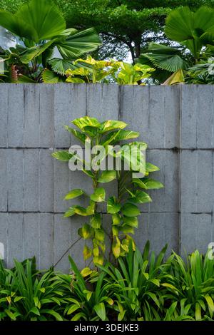 Golden Pothos ivy climbing a gray concrete wall. Epipremnum aureum plant growing vertically in an urban garden landscape Stock Photo