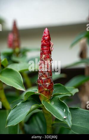 Mature Red Button Ginger flower spike with textured bracts. Costus woodsonii plant in a tropical environment with a soft blurred background Stock Photo