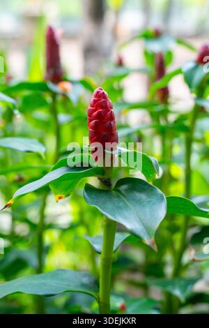 Close up of a fresh Red Button Ginger bud in a sunny garden. Costus woodsonii with vibrant red bracts and waxy green leaves Stock Photo