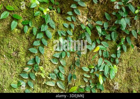 Green Ficus pumila climbing fig leaves growing on a mossy stone wall in a tropical garden Stock Photo