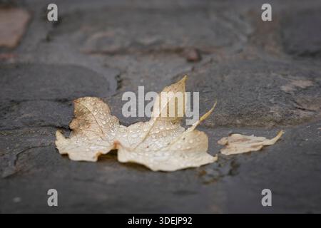 Autumn maple leaf covered with raindrops resting on wet stone pavement. Fallen Norway maple leaf with water droplets on dark cobblestones after rain. Stock Photo