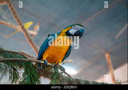 Blue and yellow macaw Ara ararauna sitting calmly on perch inside aviary. Exotic tropical parrot with bright plumage, wildlife bird portrait, zoo and Stock Photo